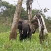 048 LOANGO 2 Akaka Riviere Rembo Ngove Nord Berge et Mammalia Proboscidea Elephant Loxodonta africana cyclotis 15E5K3IMG_106858wtmk.jpg